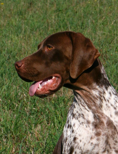 TR. CH. du Milobre de Bouisse Derby - TAN