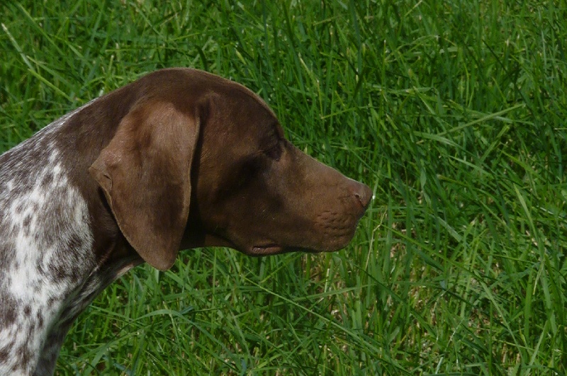 TR. CH. du Milobre de Bouisse Derby - 1er EXC