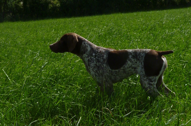 TR. CH. du Milobre de Bouisse Derby - 1er EXC CAC