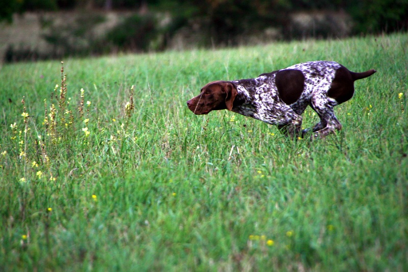 TR. CH. du Milobre de Bouisse Derby - 1er Exc CAC
