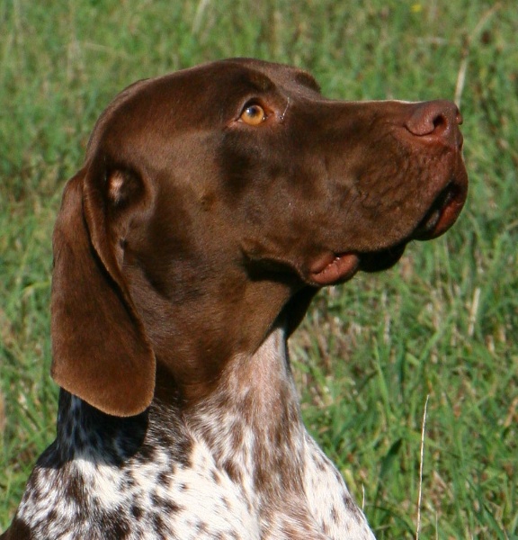 TR. CH. du Milobre de Bouisse Derby - 2 ème Exellent