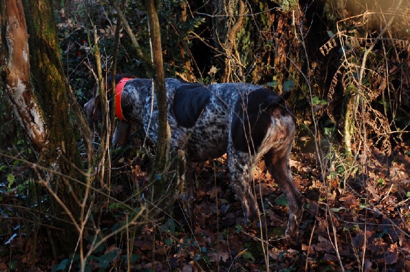 TR. CH. du Milobre de Bouisse Derby - 2ème 85 pts