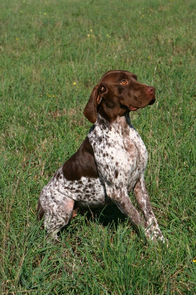 TR. CH. du Milobre de Bouisse Derby - 1er EXC CAC