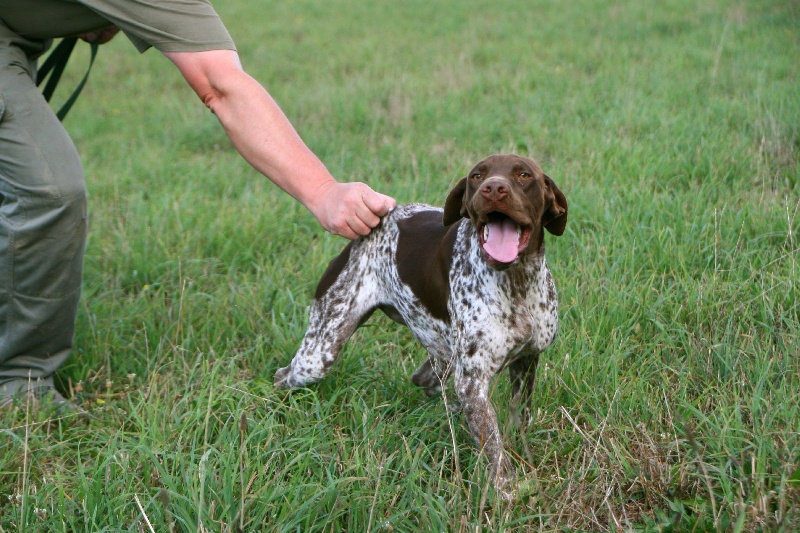 TR. CH. du Milobre de Bouisse Derby - TB