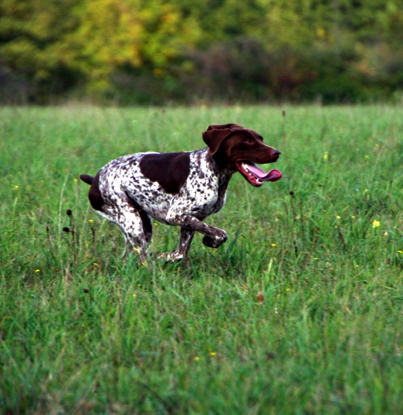 TR. CH. du Milobre de Bouisse Derby - 3eme EXC