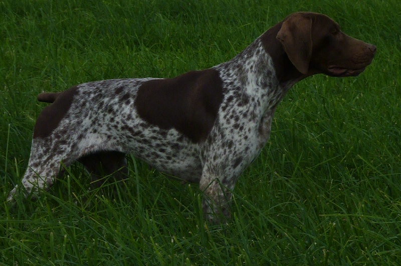 TR. CH. du Milobre de Bouisse Derby - 2eme EXC RCACT