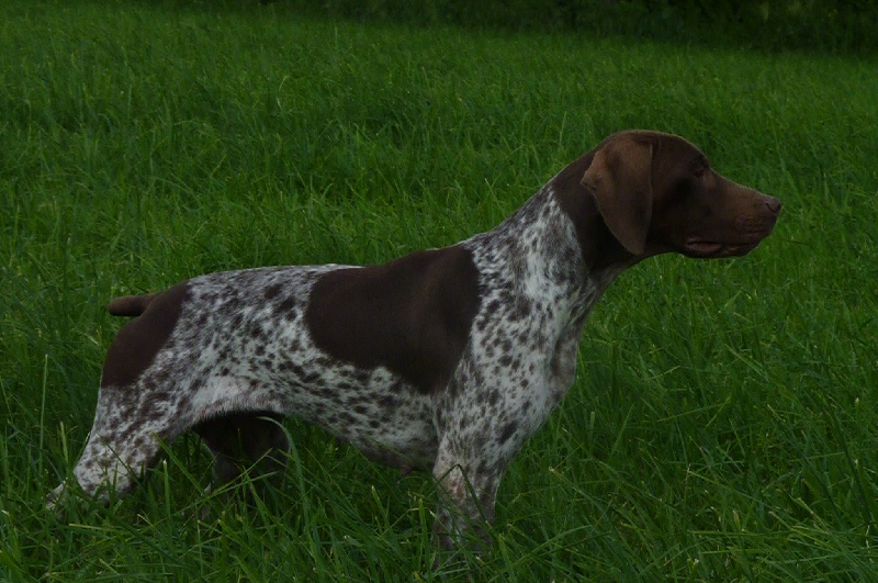 TR. CH. du Milobre de Bouisse Derby - 1er EXC CACS Meilleur de race