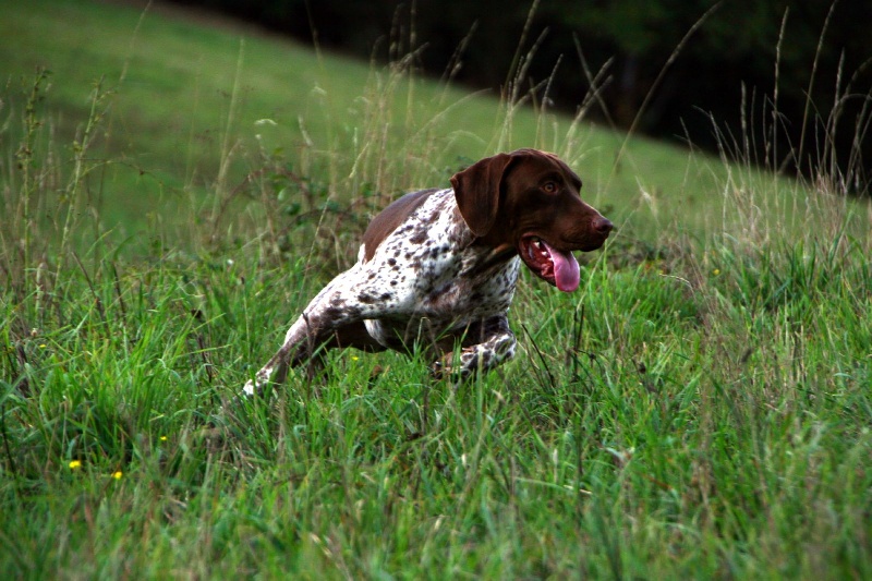 TR. CH. du Milobre de Bouisse Derby - 1er EXL