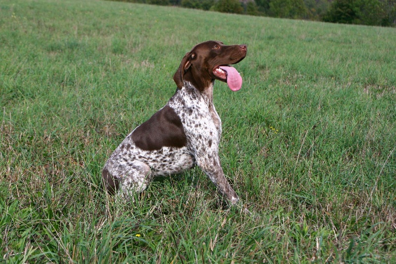 TR. CH. du Milobre de Bouisse Derby - 3eme EXC