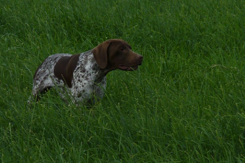 TR. CH. du Milobre de Bouisse Derby - 1er EXC