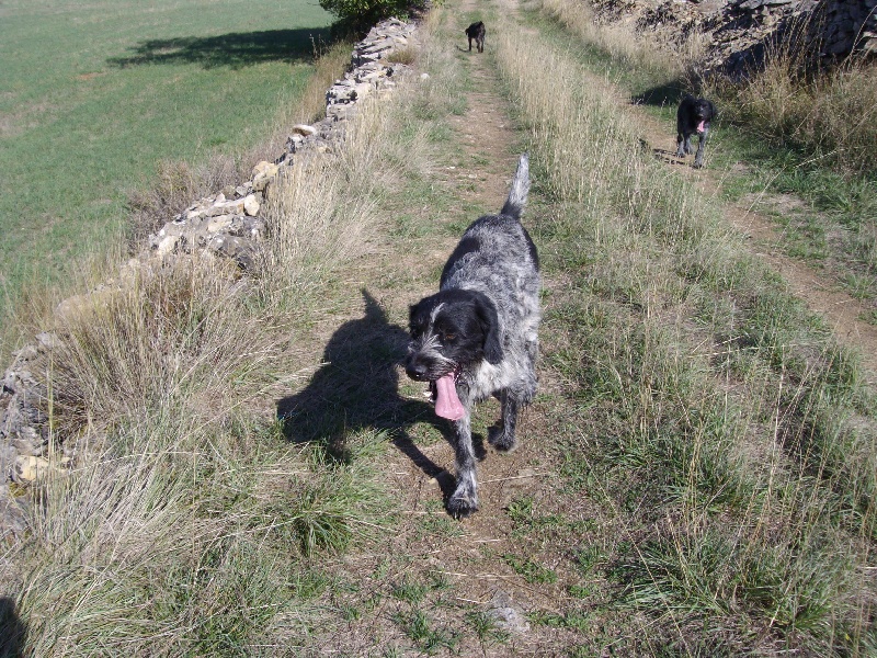 Publication : de la Ronce du Gevaudan Auteur : claudine