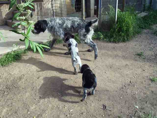 Publication : de la Ronce du Gevaudan Auteur : claudine