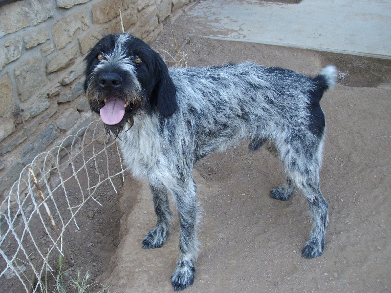 Publication : de la Ronce du Gevaudan Auteur : claudine