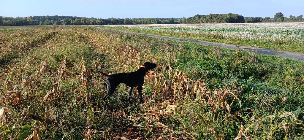 TR. Undiz du Coteau de Saveton