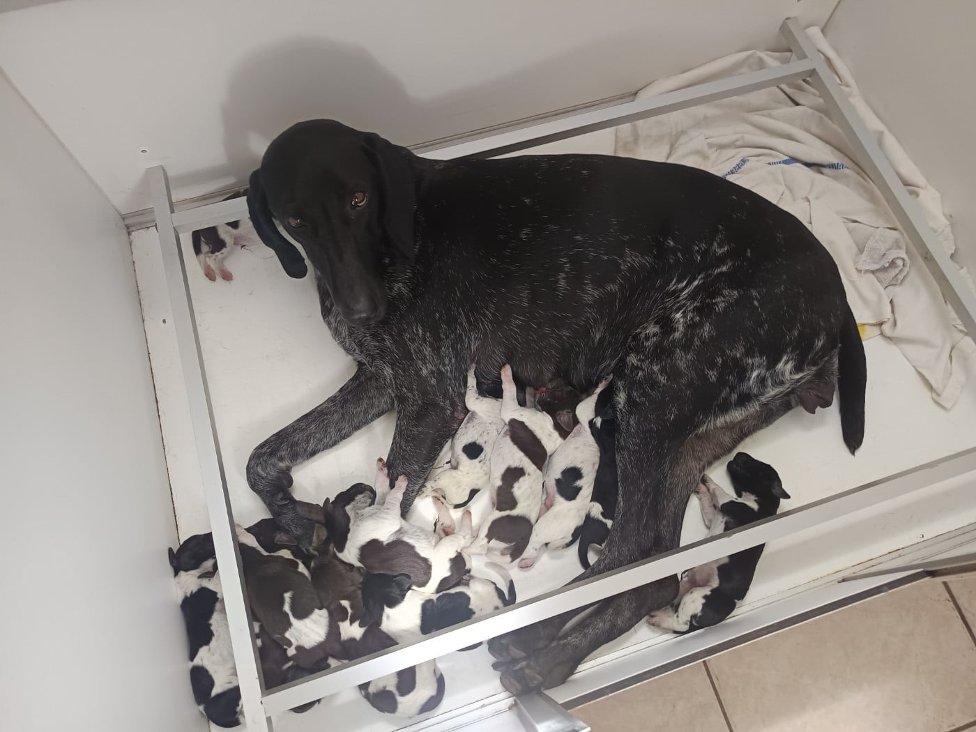 CHIOT 1 - Braque allemand à poil court