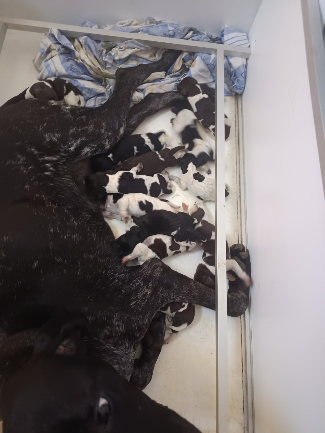 CHIOT 8 - Braque allemand à poil court