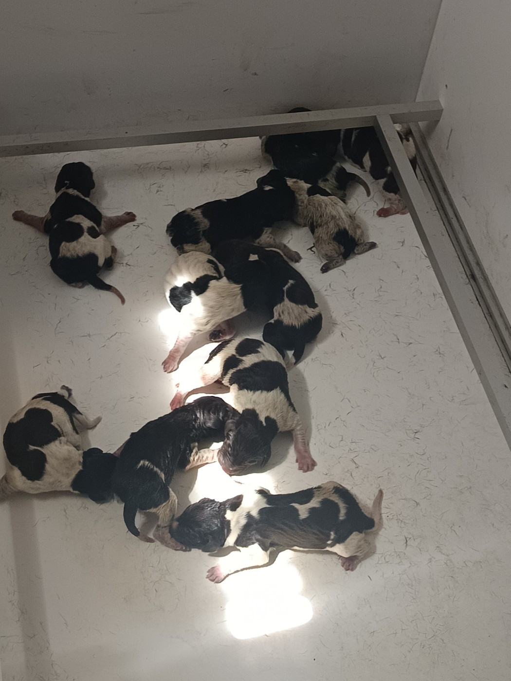 CHIOT 9 - Braque allemand à poil court