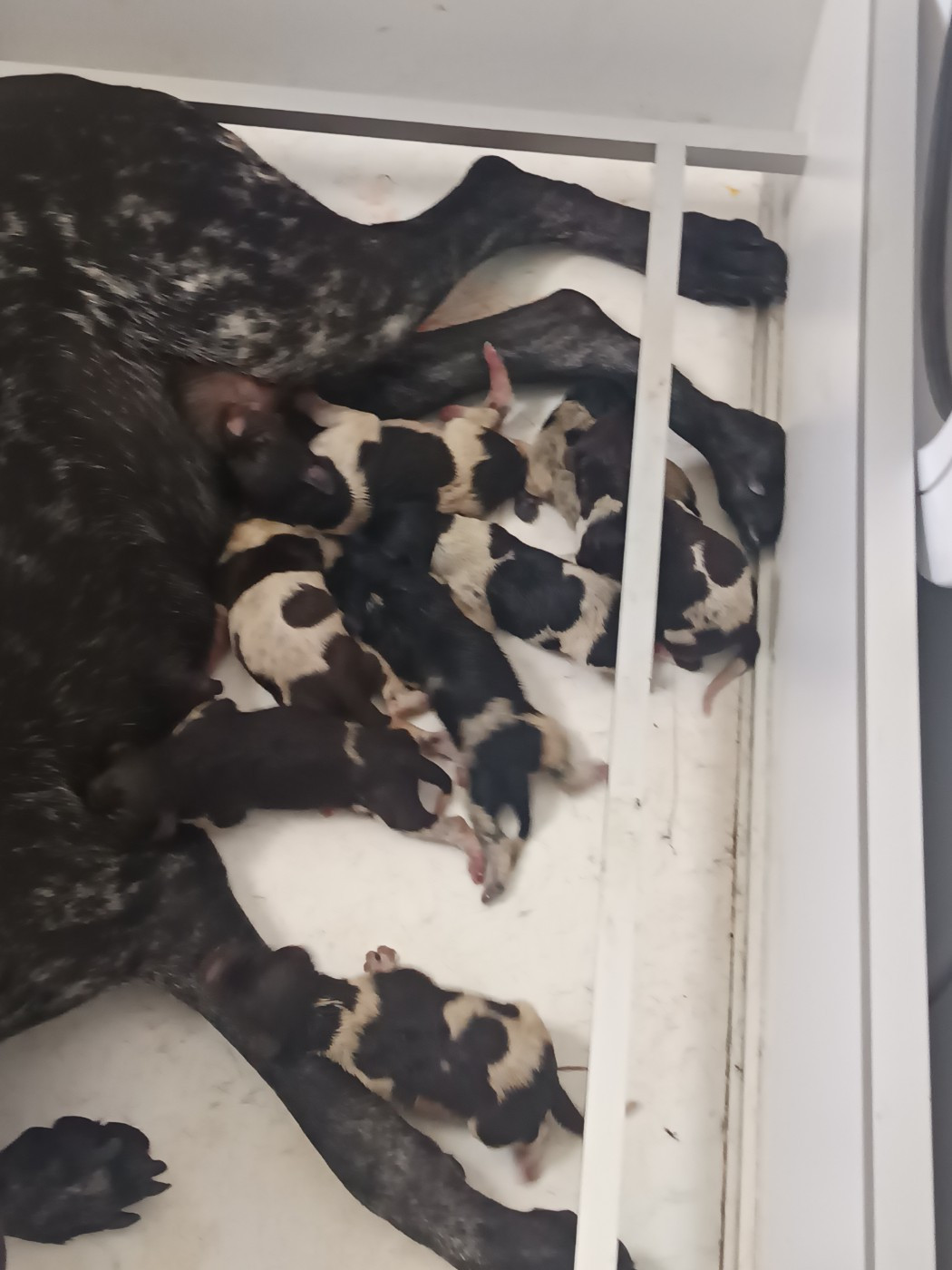 CHIOT 10 - Braque allemand à poil court