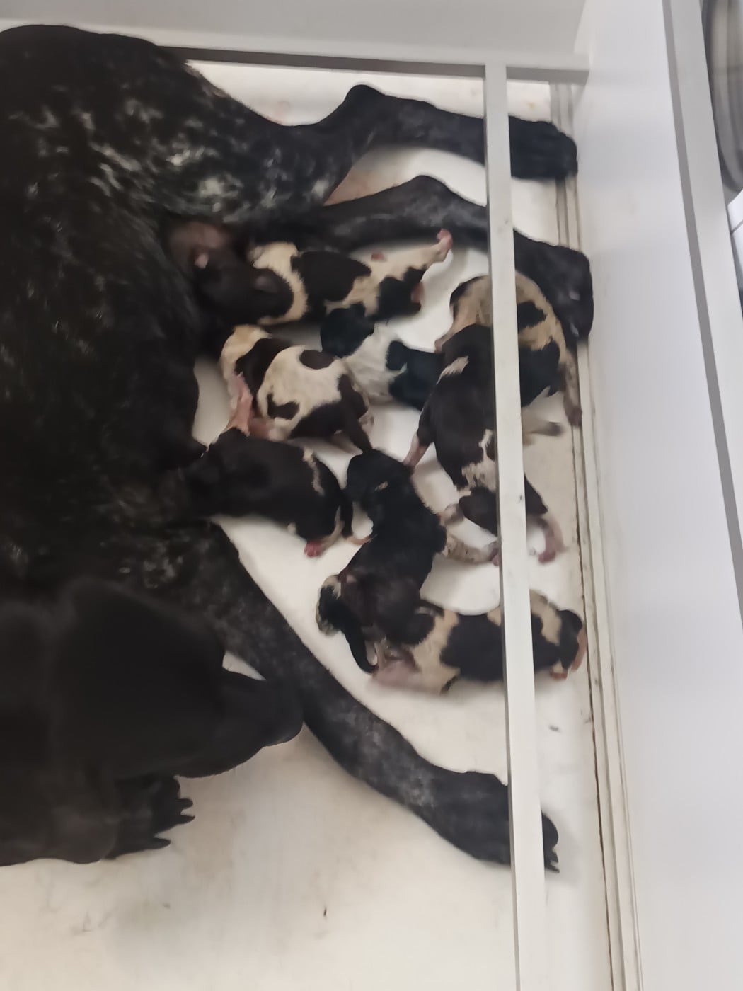 CHIOT 11 - Braque allemand à poil court