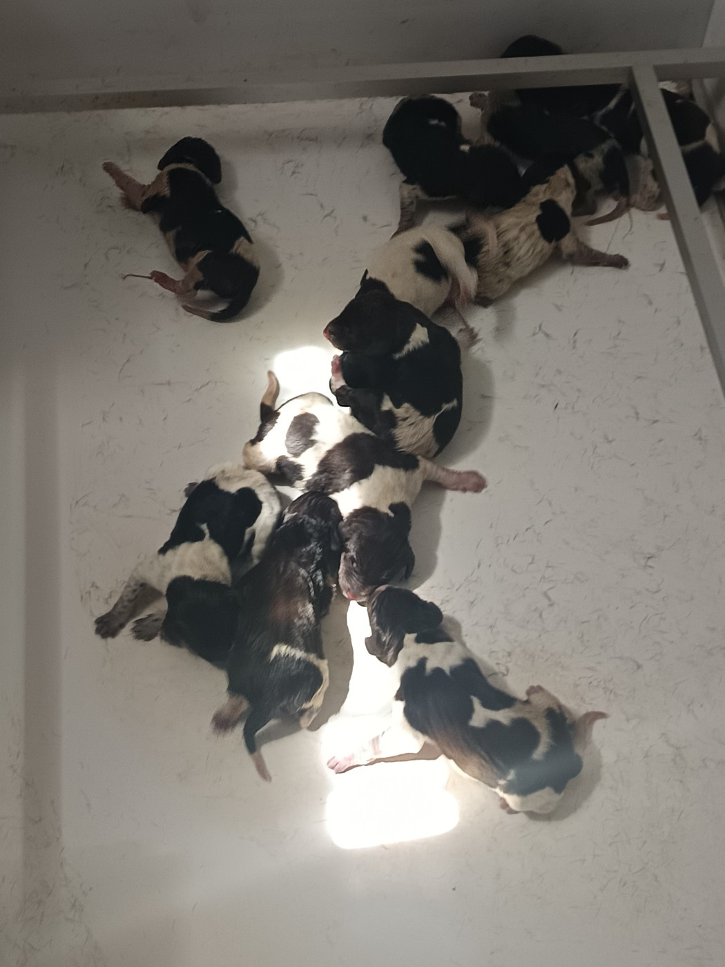 CHIOT 12 - Braque allemand à poil court