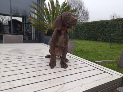 Les chiots de Braque allemand à poil court