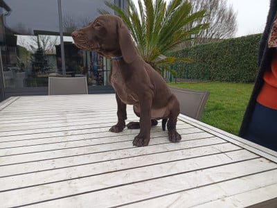 Les chiots de Braque allemand à poil court