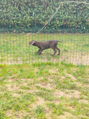 Les chiots de Braque allemand à poil court
