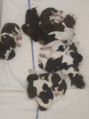 CHIOT 5 - Braque allemand à poil court