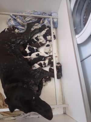 CHIOT 6 - Braque allemand à poil court