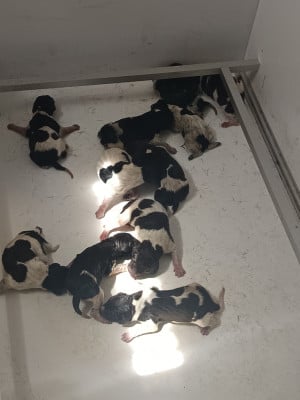 CHIOT 9 - Braque allemand à poil court