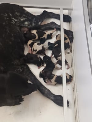 CHIOT 11 - Braque allemand à poil court