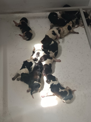 Les chiots de Braque allemand à poil court