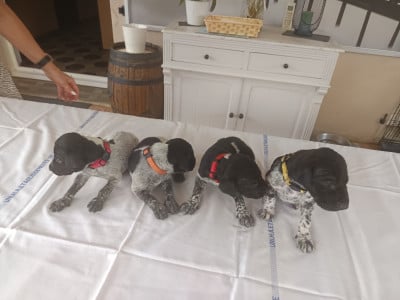 Les chiots de Braque allemand à poil court