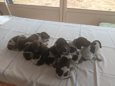 Les chiots de Braque allemand à poil court