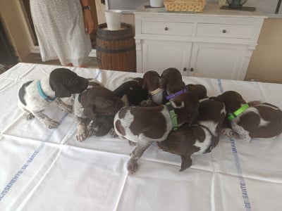 Les chiots de Braque allemand à poil court