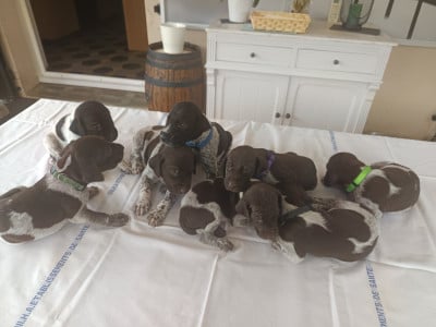 Les chiots de Braque allemand à poil court