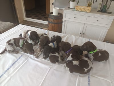 Les chiots de Braque allemand à poil court