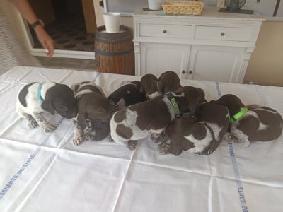 Les chiots de Braque allemand à poil court