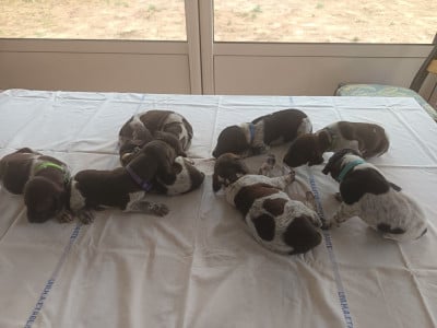 Les chiots de Braque allemand à poil court