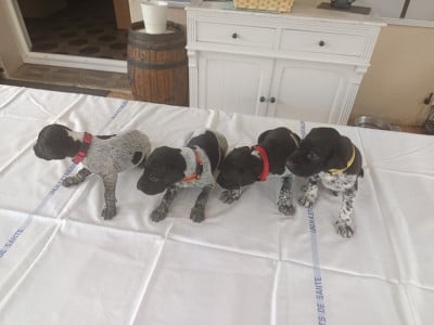 Les chiots de Braque allemand à poil court