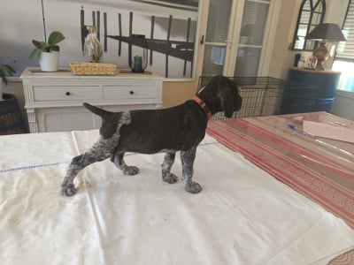 Les chiots de Braque allemand à poil court