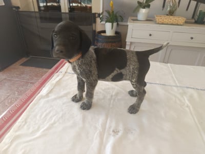 Les chiots de Braque allemand à poil court