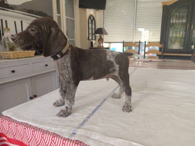 Les chiots de Braque allemand à poil court