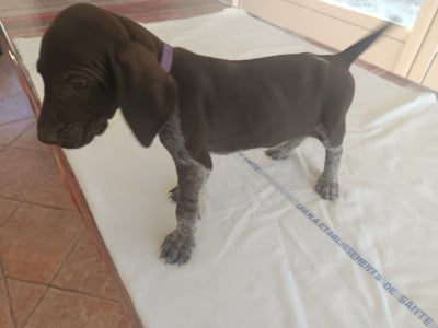 Les chiots de Braque allemand à poil court