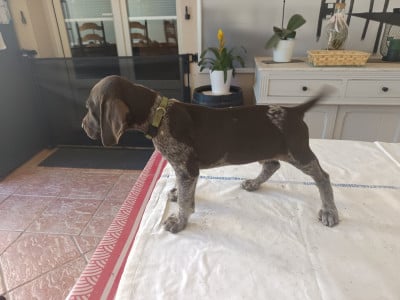 Les chiots de Braque allemand à poil court