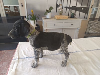 Les chiots de Braque allemand à poil court