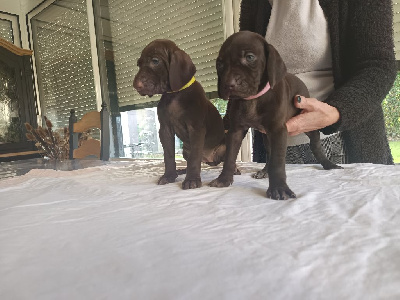 Les chiots de Braque allemand à poil court