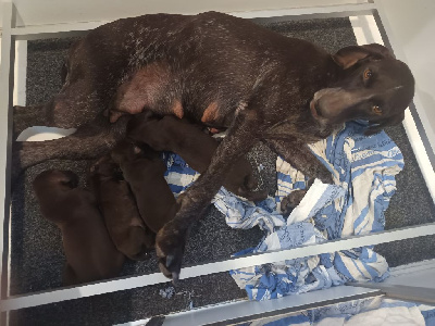 Les chiots de Braque allemand à poil court