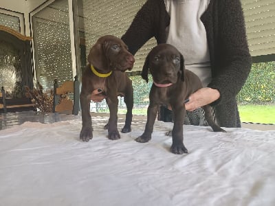 Les chiots de Braque allemand à poil court