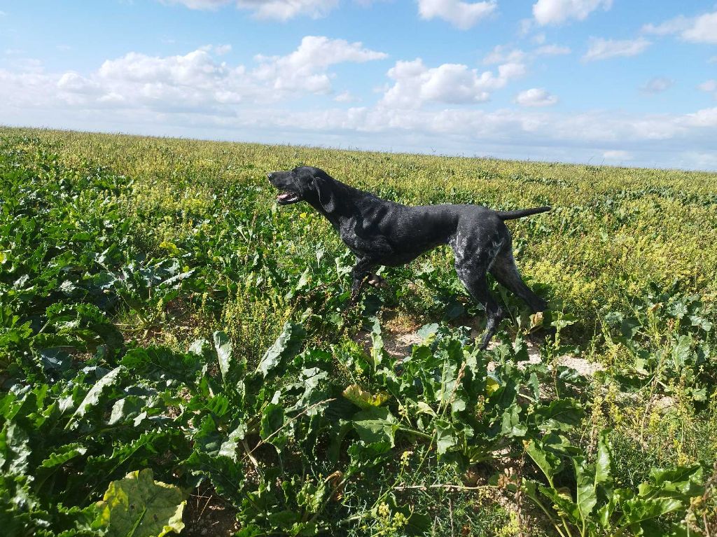 TR. Undiz du Coteau de Saveton - 2ème Excellent